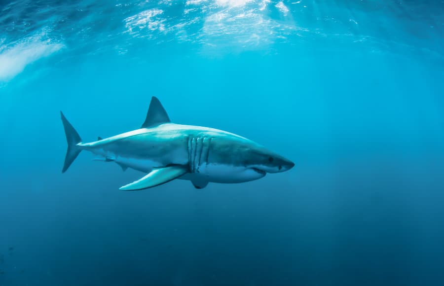 Great white sharks such as this one, like all shark species, do not have bones