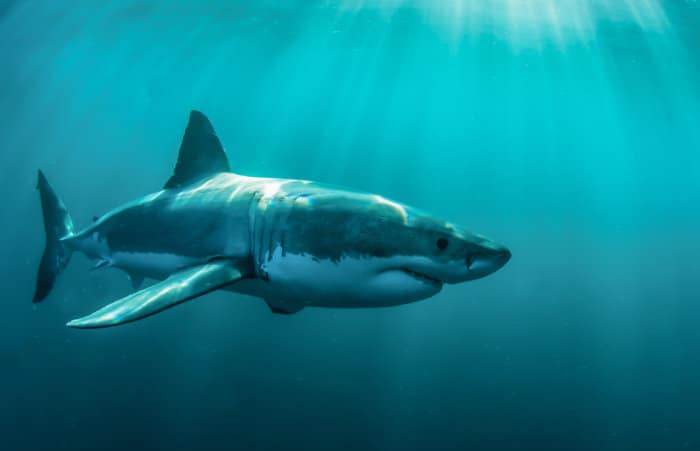 Big great white shark underwater in Gansbaai