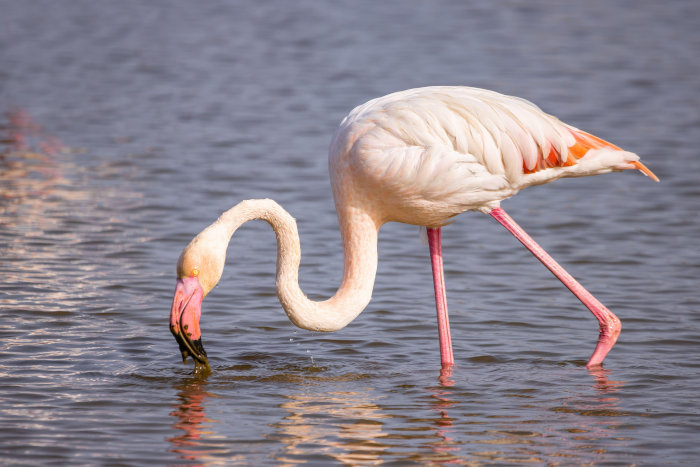 Greater flamingo feeding, using its 