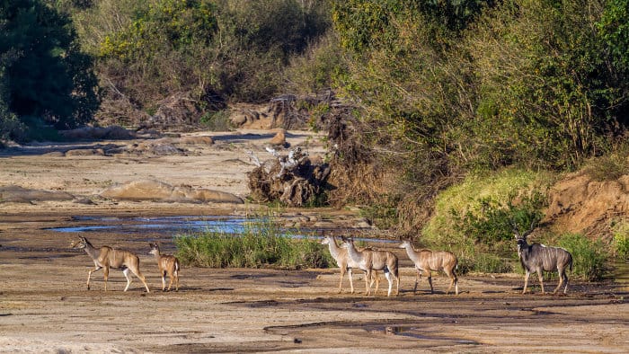 Greater kudu family in their natural environment, Kruger park