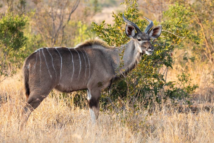 Full body portrait of a young adult greater kudu