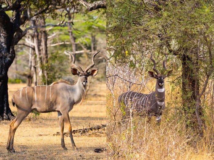 Greater kudu vs lesser kudu: the most important differences include size and number of stripes