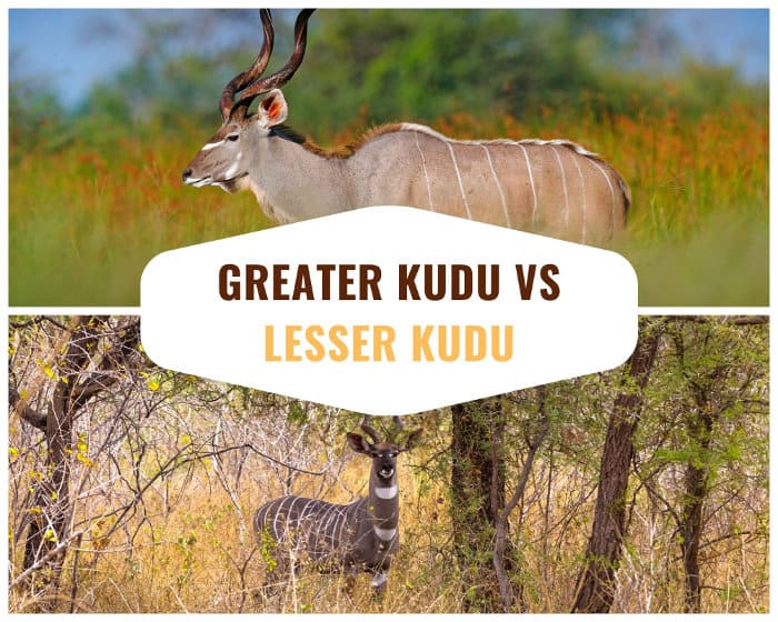 Difference between a greater kudu and a lesser kudu