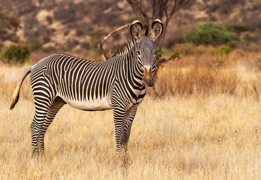 Grevy’s zebra portrait in the African bush