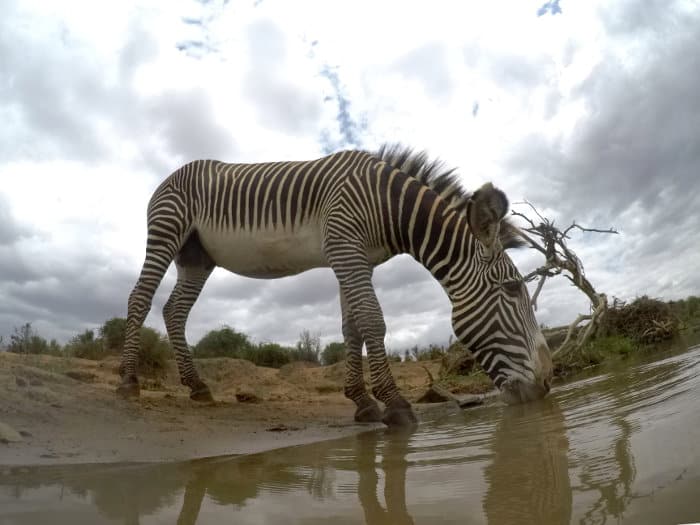 Grevy's zebra drinking, photographed at water level