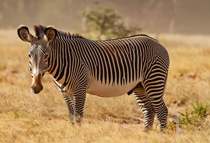 Portrait of a male Grevy's zebra in the Samburu National Reserve, Kenya
