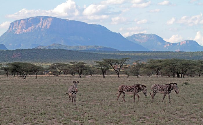 Grevy's zebra on the African plains, with beautiful mountains in the background