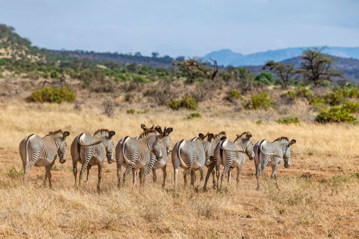Herd of Grevy's zebra walking in a single file on the Samburu plains