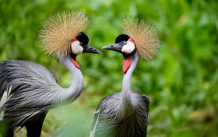 Pair of grey crowned cranes sharing a tender moment