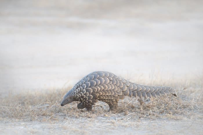 Ground pangolin during day time