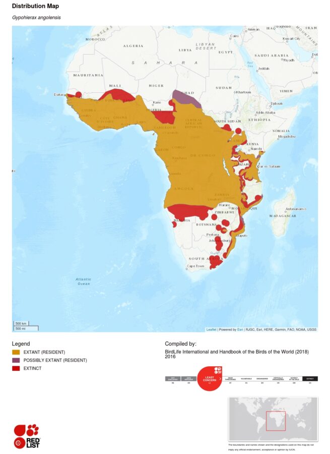 Gypohierax angolensis distribution map - IUCN Red List