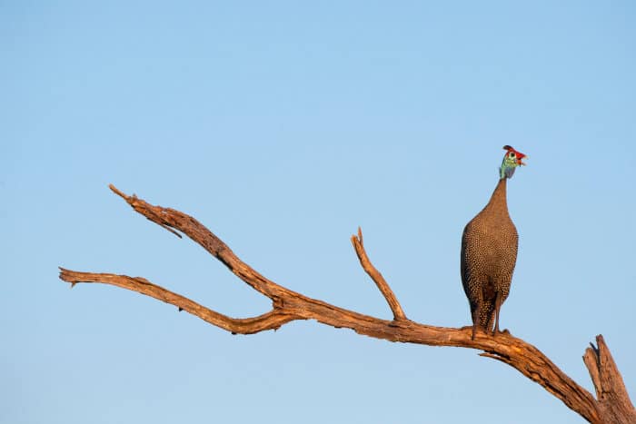 Helmeted guineafowl calling from a dead tree