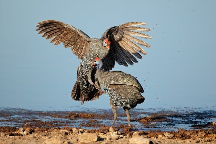 Two helmeted guineafowl fighting in Etosha National Park, Namibia