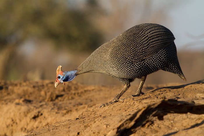 Helmeted guineafowl walking down to the edge of the water to have a drink