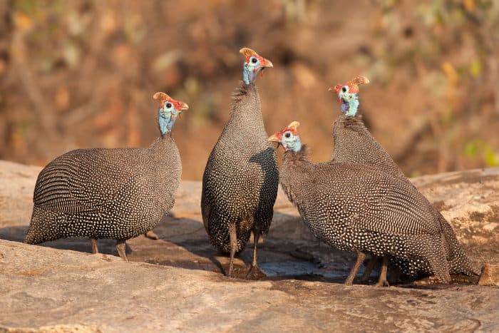 Four helmeted guineafowl pose on a rock, taking in the morning sunshine