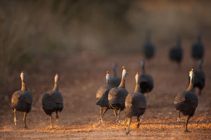 Flock of helmeted guineafowl running away on a dirt road