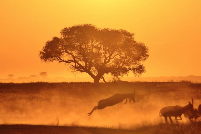 Herd of blesbok running, against golden sunset