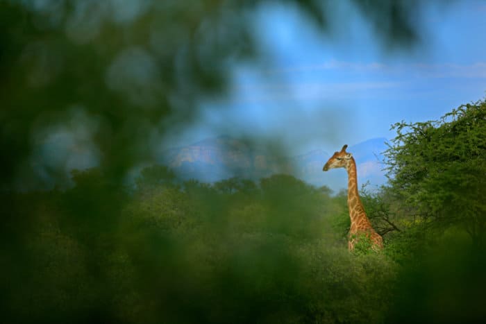 A giraffe's neck sticks out of green vegetation, with mountains in the background