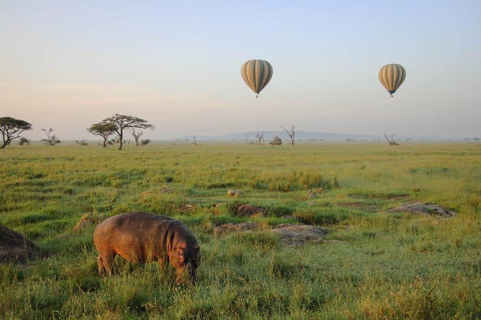 Hippo grazing on the Serengeti plains, with hot air balloons in the background