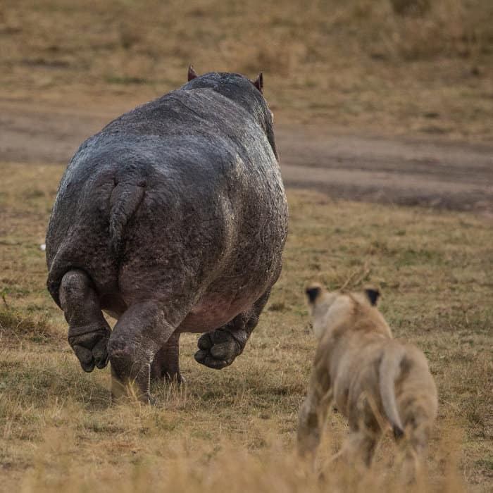 Lioness running after a large hippo on land