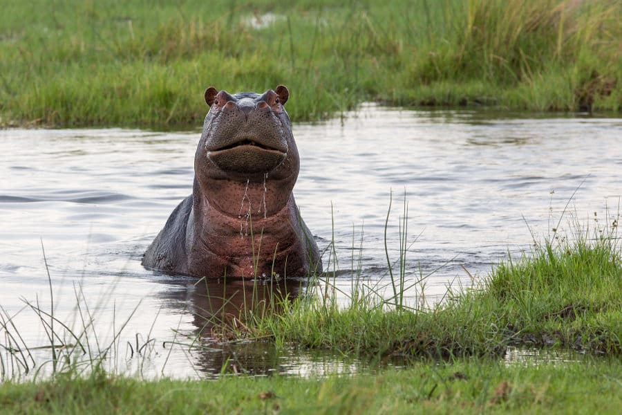 Hippo peaking out of a waterhole in the Linyanti