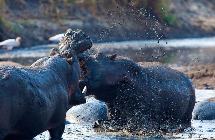 Hippo fighting in Katavi