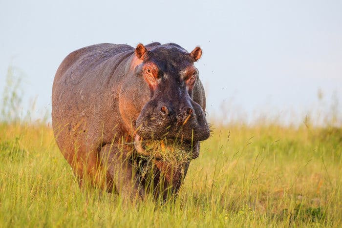 Hippo with grass mouthful, Botswana