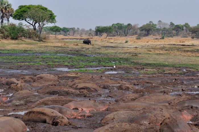 Hippo pool during the dry season in Katavi