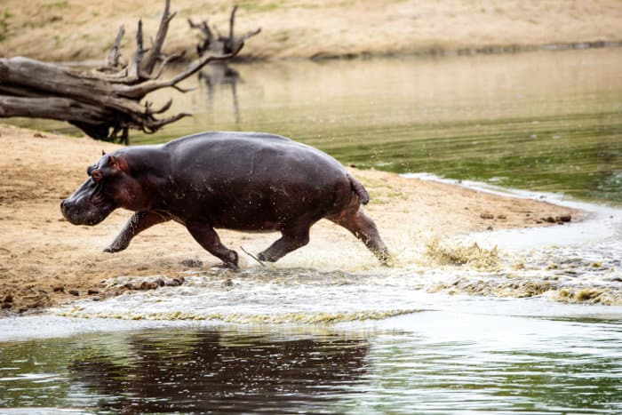 Hippo storming out of a waterhole in the Sabi Sands