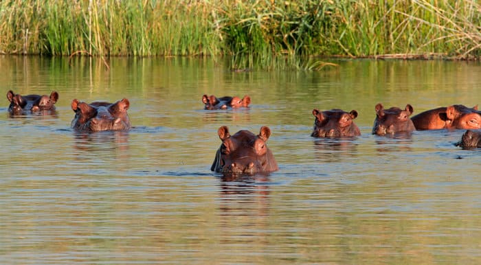 Pod of hippos in water, southern Africa