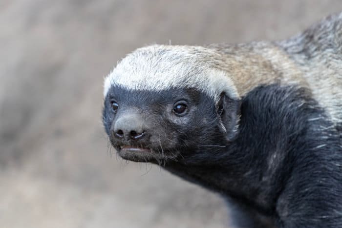 Close up head shot of an unhappy honey badger