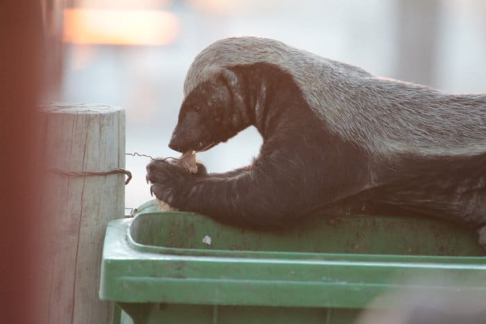 Cheeky honey badger sorting through trash at a local campsite