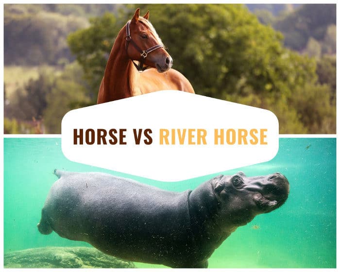 Horse vs river horse