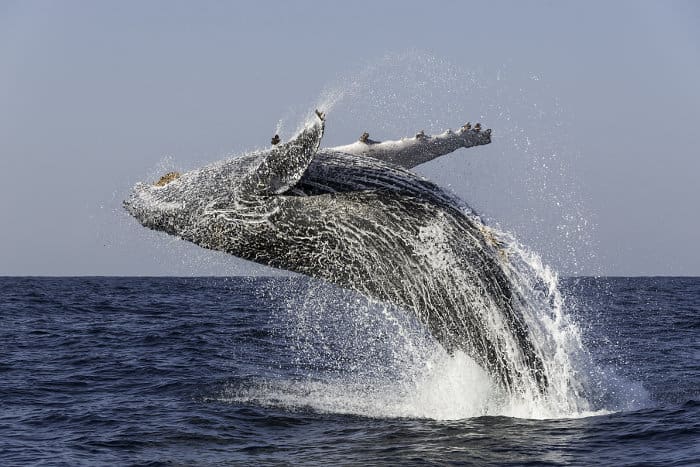 Humpback whale breaching in South Africa
