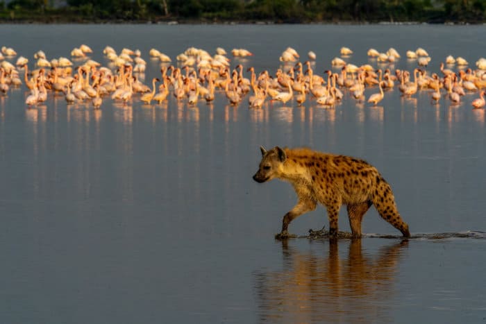 Spotted hyena walking through shallow water, with flamingos in the background