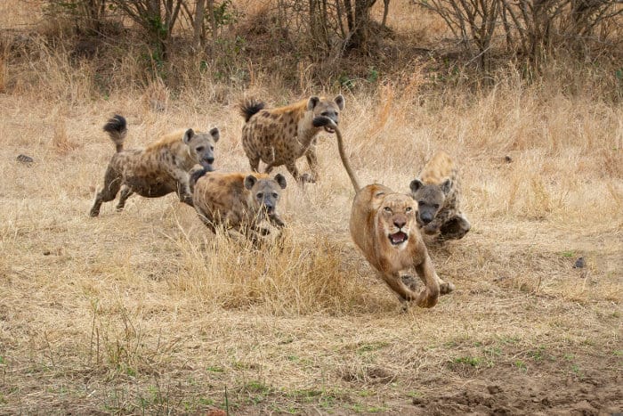 A lioness runs for her life, chased away by four angry spotted hyena