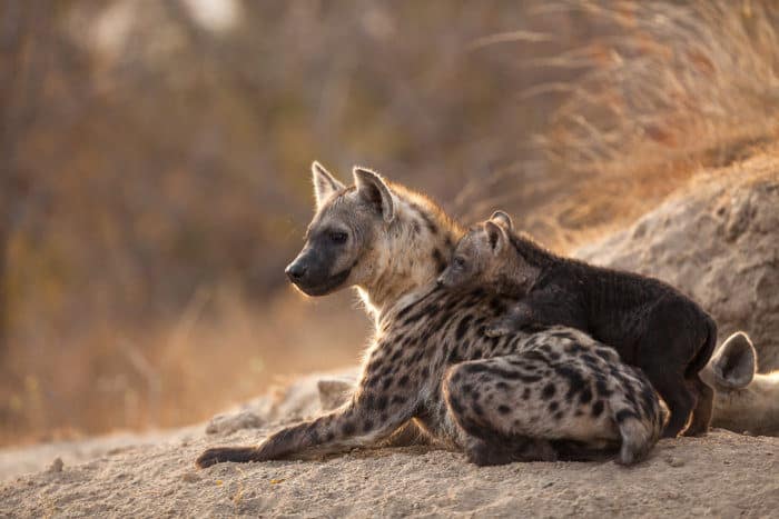 Mum and baby hyena resting in front of the den