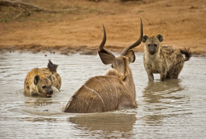 Spotted hyena hunting greater kudu in water, Timbavati, South Africa