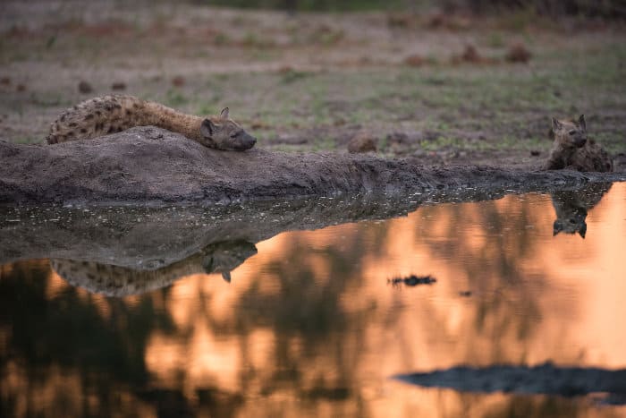 Spotted hyena resting by a glowing waterhole at sunset, Sabi Sand