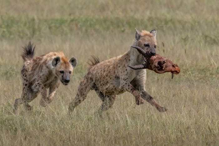 Hyena with topi head in its jaw, being chased by a clan member
