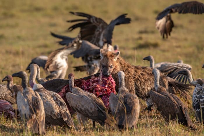 Spotted hyena and white-backed vultures battle it out over chunks of red meat
