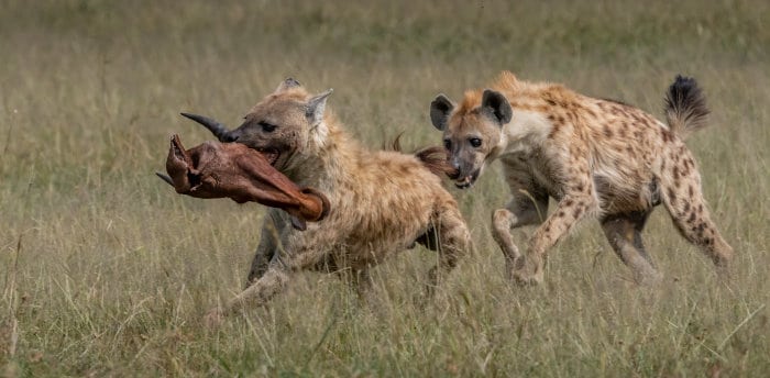 Spotted hyena running away from clan member, with a topi head in its mouth