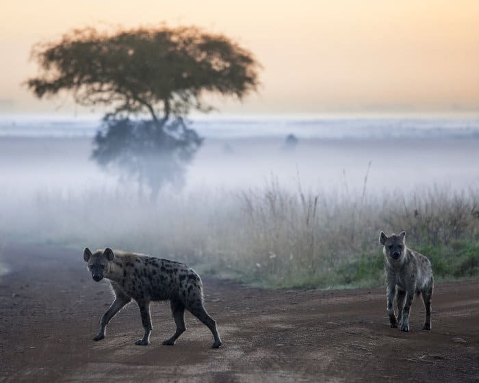 hyena at dawn Nairobi National Park