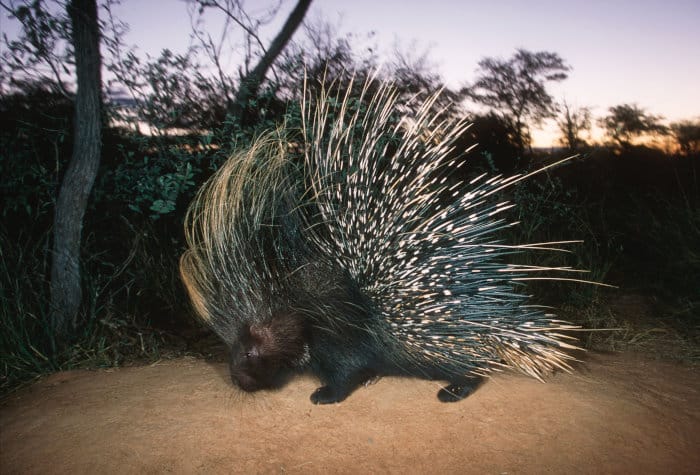 Large Cape porcupine (Hystrix africaeaustralis) at dusk, Namibia