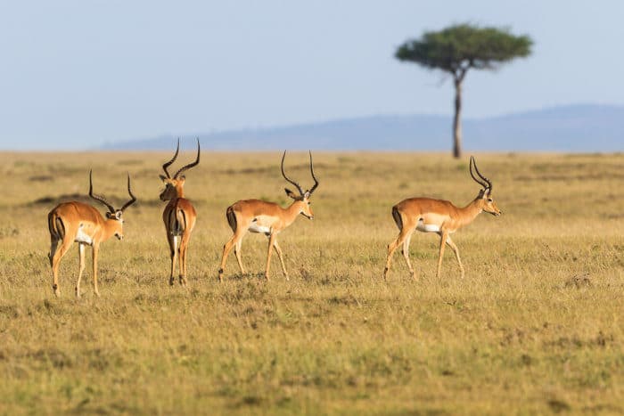 Bachelor herd of impala walking on the African grasslands
