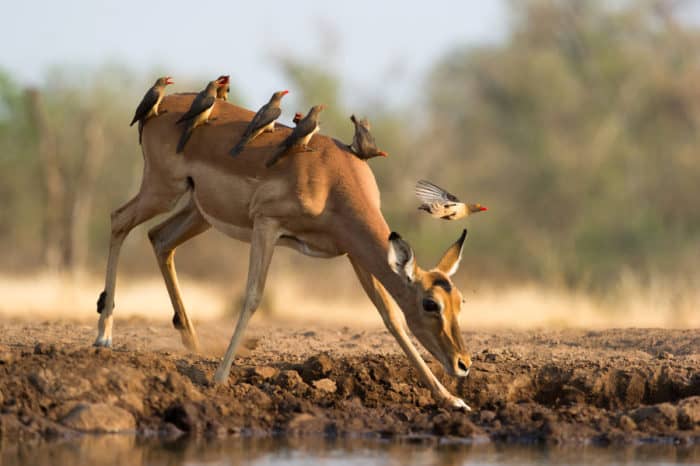 Female impala drinking, with red-billed oxpeckers on its back