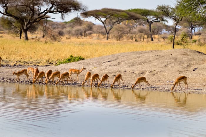 Impala quenching their thirst from a nearby waterhole in Tanzania