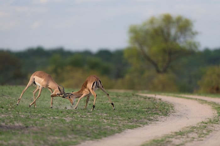 Impala rams fighting in the Greater Kruger, South Africa