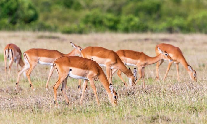 Herd of impala grazing on the African plains
