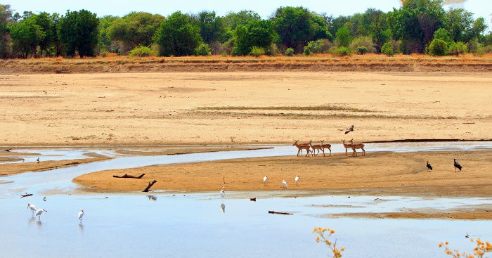 Scenic view of the dry Luangwa River with impala and a variety of birds